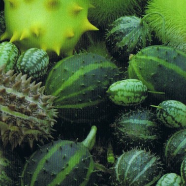 Ornamental cucumber mix (Cucumis) 50 seeds